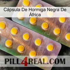 Cápsula De Hormiga Negra De África new10